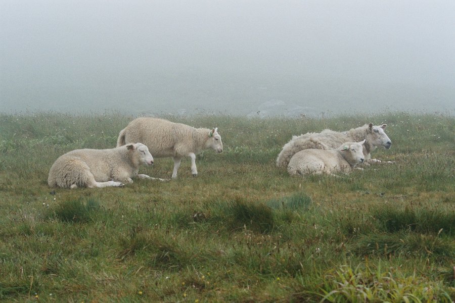 2003060816 runde mist schapen